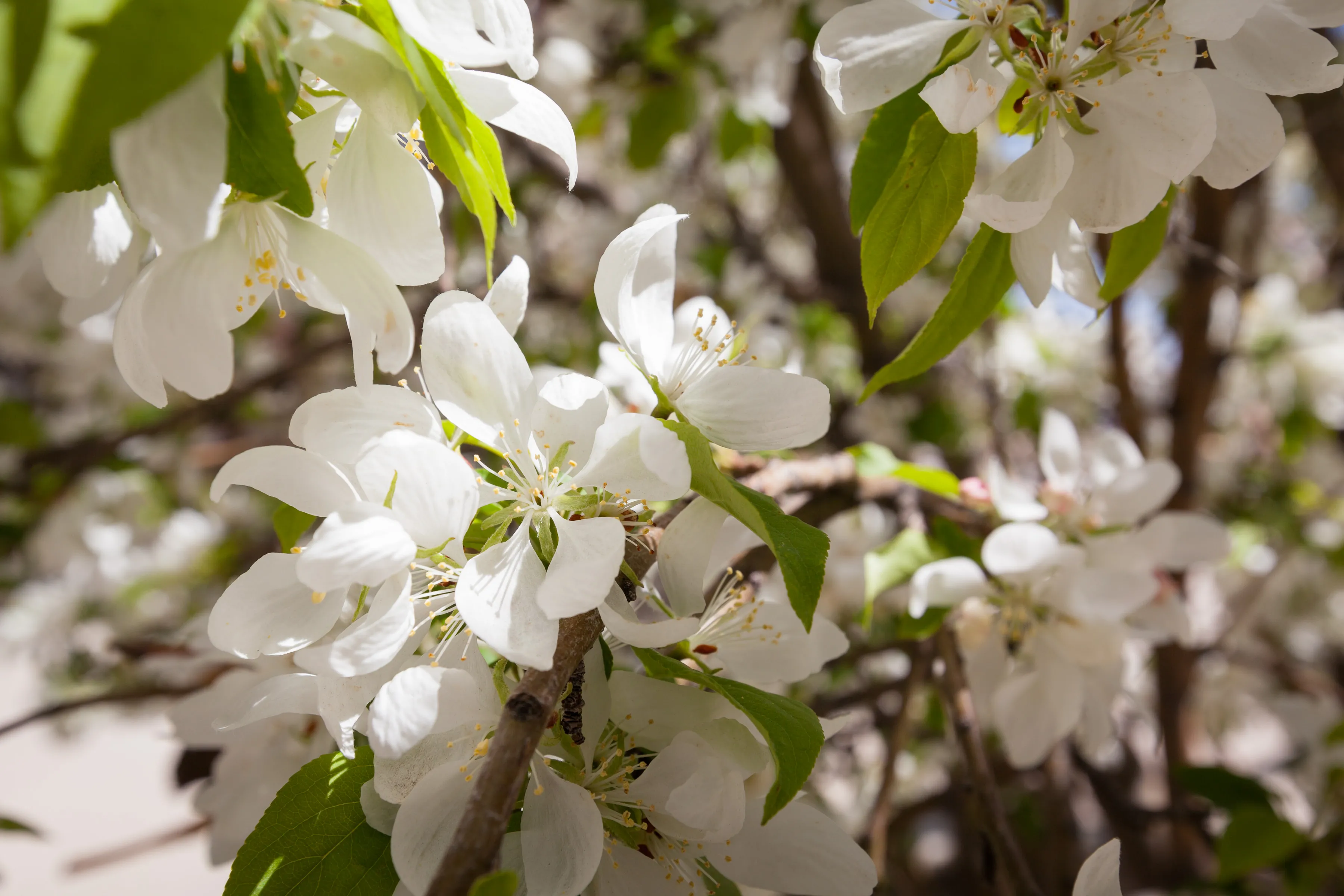 White Flowers on Plant